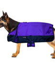 Winter Turnout Waterproof Dog Blanket With 200 GSM Insulation For Extreme Weather
