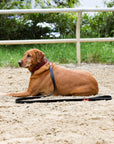 Halter Ego® Breanna Red Croc Leather Dog Collar
