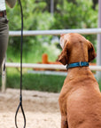 Halter Ego® Metallic Teal Croc Leather Dog Collar