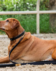 Halter Ego® Milan - Black Leather & Burnished Gold Trim Dog Collar