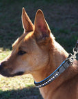ExionPro White & Blue Bling Dog Collar With Leash