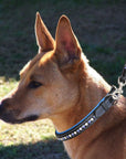 ExionPro White & Blue Bling Dog Leash