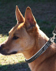 ExionPro Black Bling Dog Collar