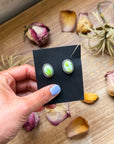 Sterling Silver Palomino Variscite Stud Earrings, Artist Jason Ogg