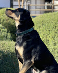 Halter Ego® Metallic Teal Croc Leather Dog Collar