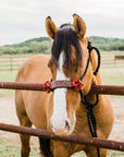 Black Mule Tape Halter - Red Rose