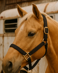 Black Nylon Horse Halter NHBLK