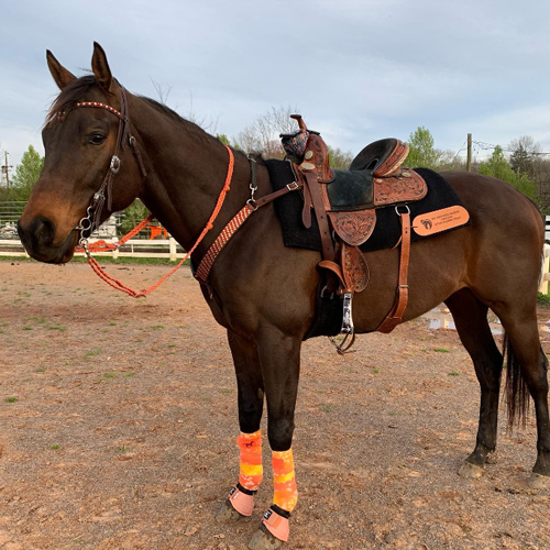 Hilason gag bit western horse