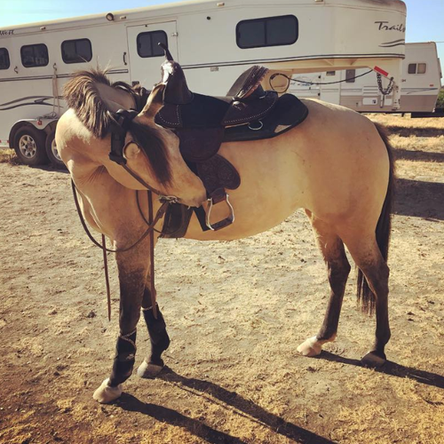 Horse saddles western