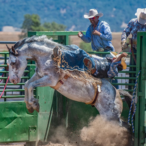 Western saddles for sale