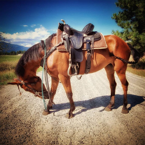 Hilason saddle blanket on horse