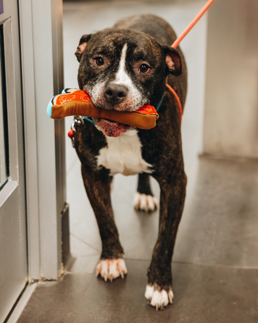 Lexington Dog Toy