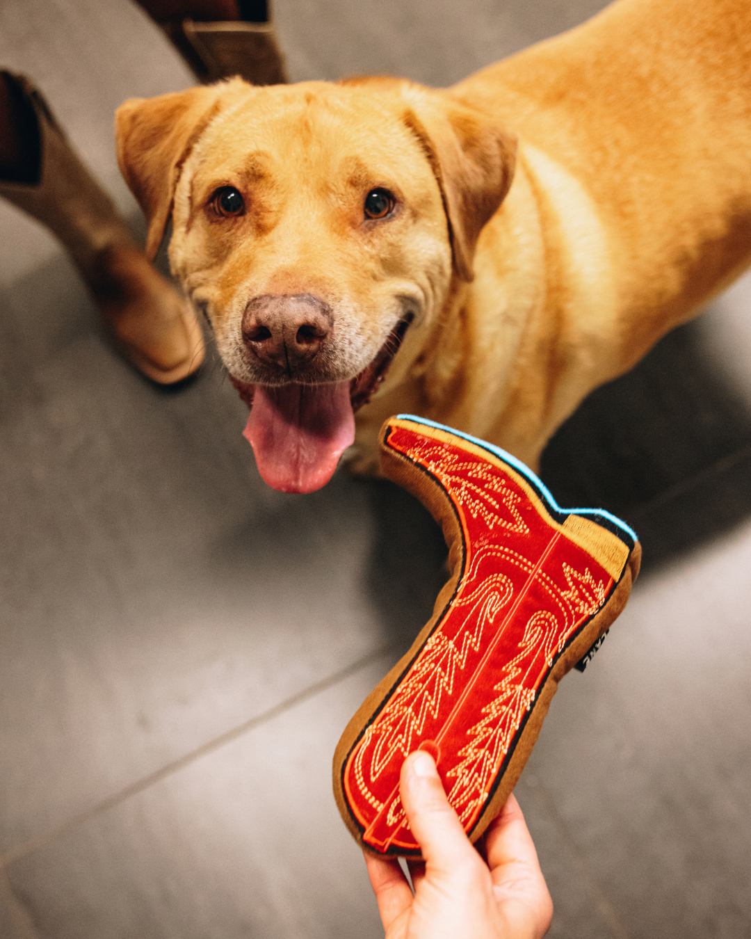 Lexington Dog Toy