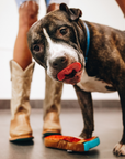 Lexington Dog Toy