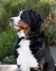 Halter Ego® Black Patent Thea Dog Collar