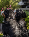 Halter Ego® Black Patent Thea Dog Collar