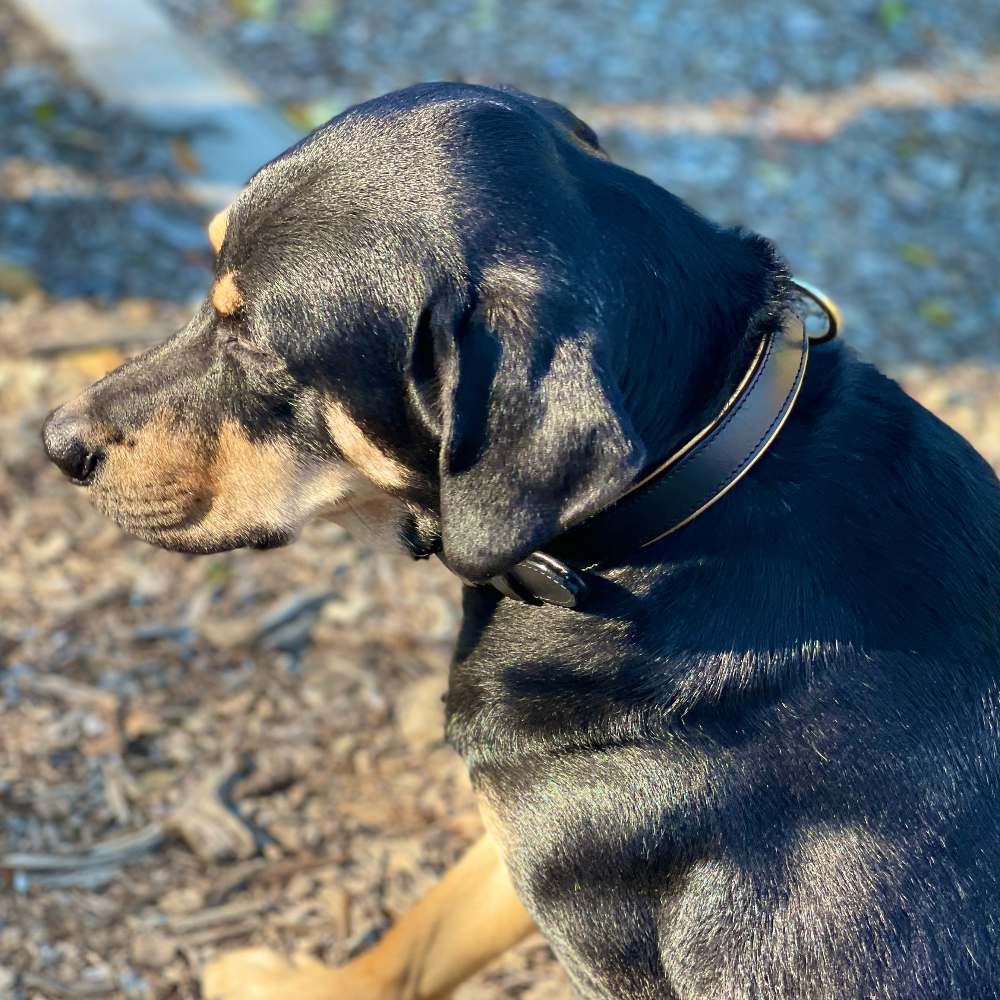 Halter Ego® Milan - Black Leather &amp; Burnished Gold Trim Dog Collar