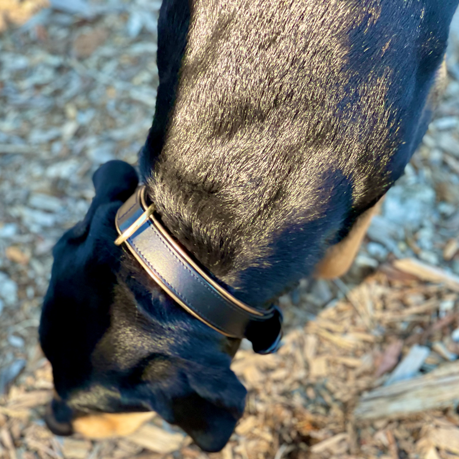 Halter Ego® Milan - Black Leather &amp; Burnished Gold Trim Dog Collar