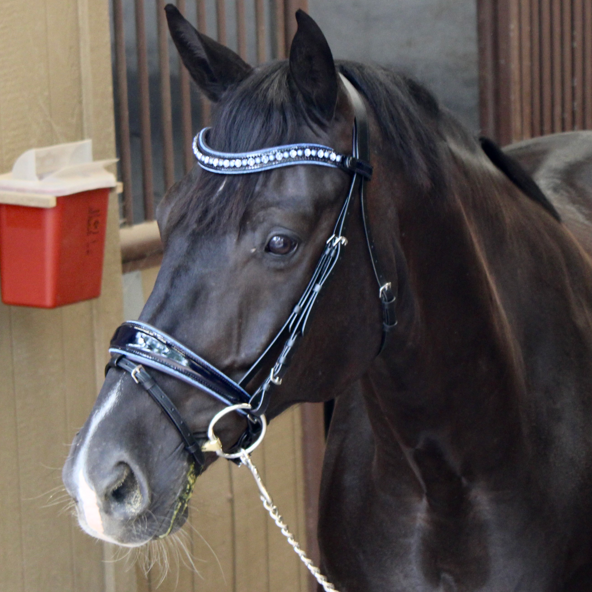 Premium Navy Patent Leather Snaffle Bridle With Removable Flash For Dressage Riding