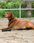 Halter Ego® Milan Dog Leash