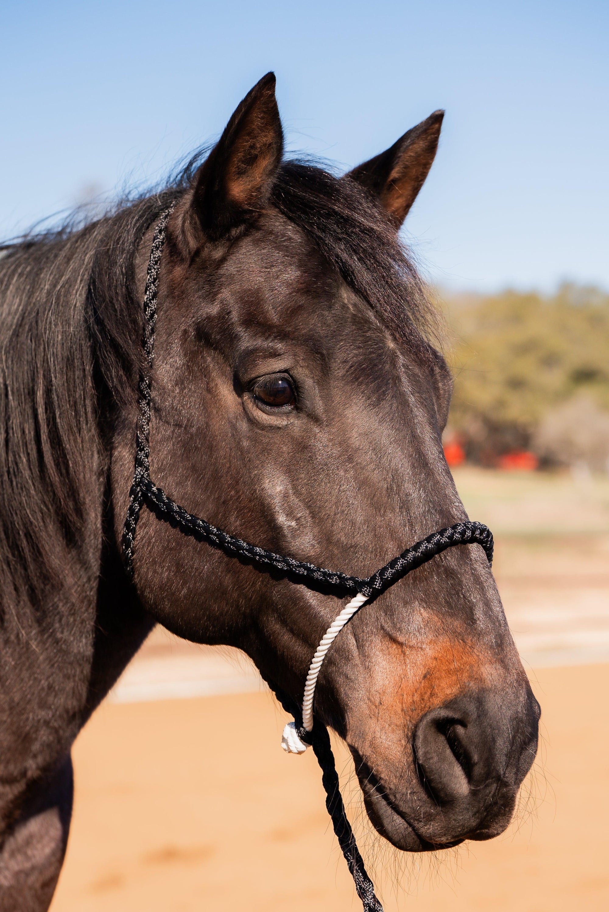 Black Mule Tape Halter with Lariat Noseband