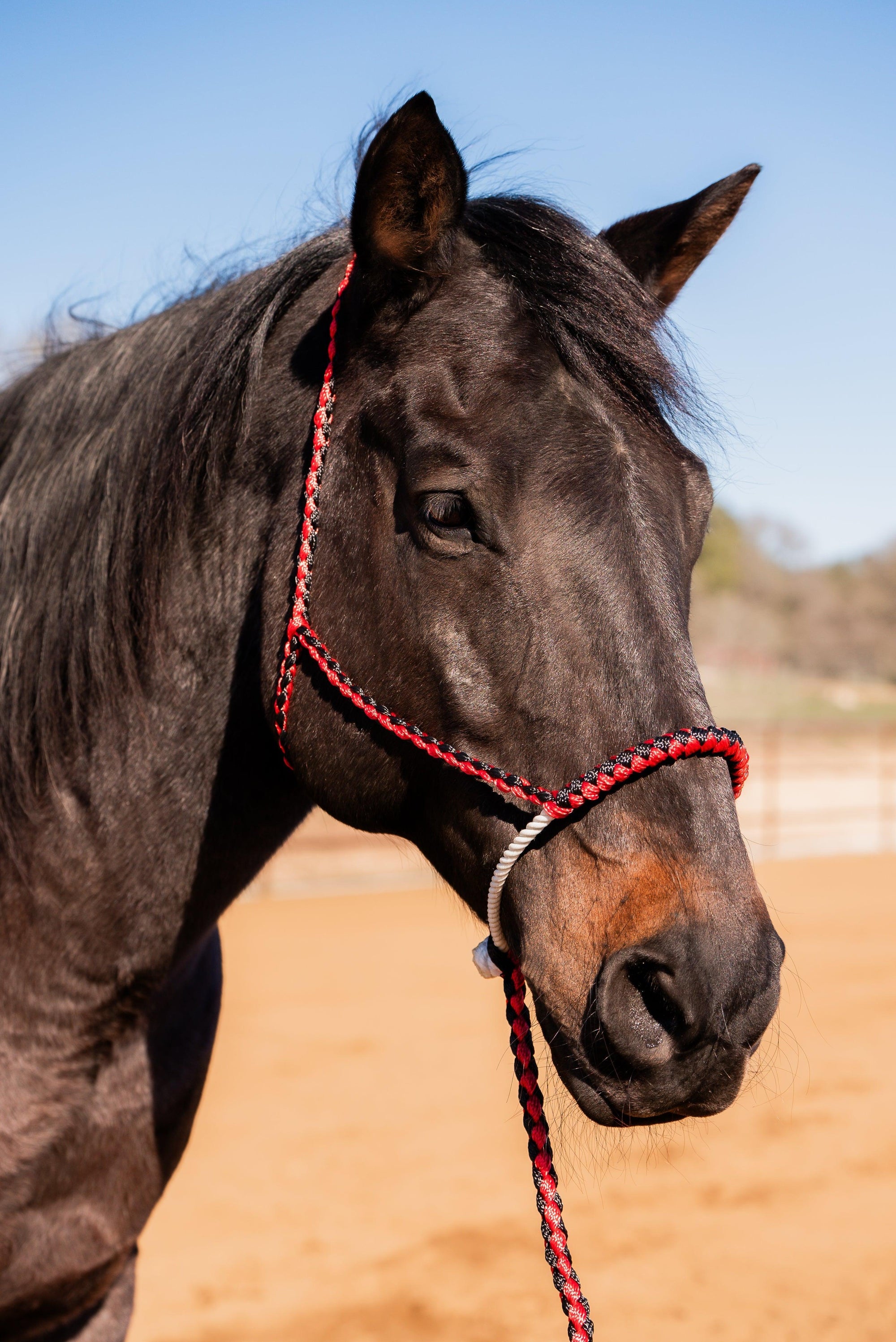 Red and Black Mule Tape Halter with Lariat Noseband