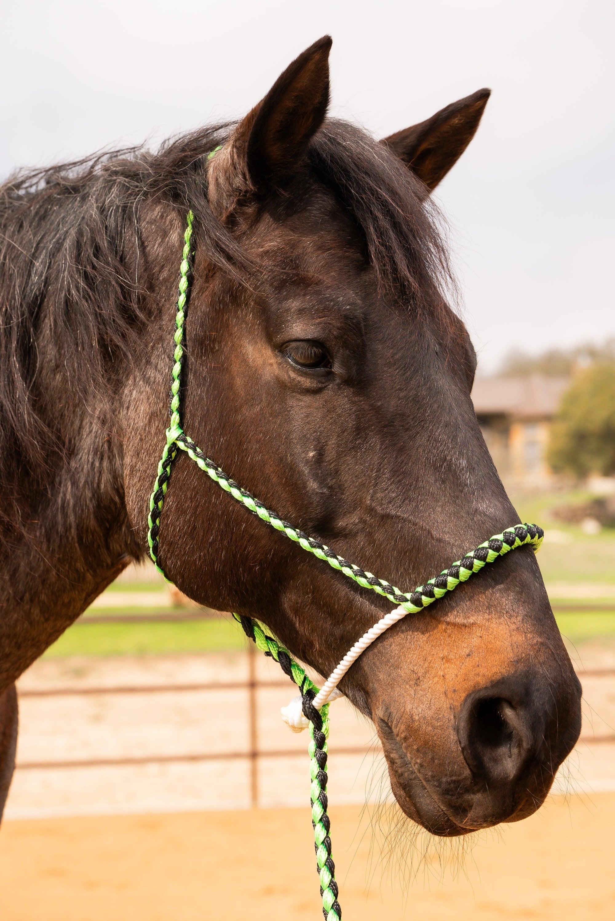 Green and Black Mule Tape Halter with Lariat Noseband