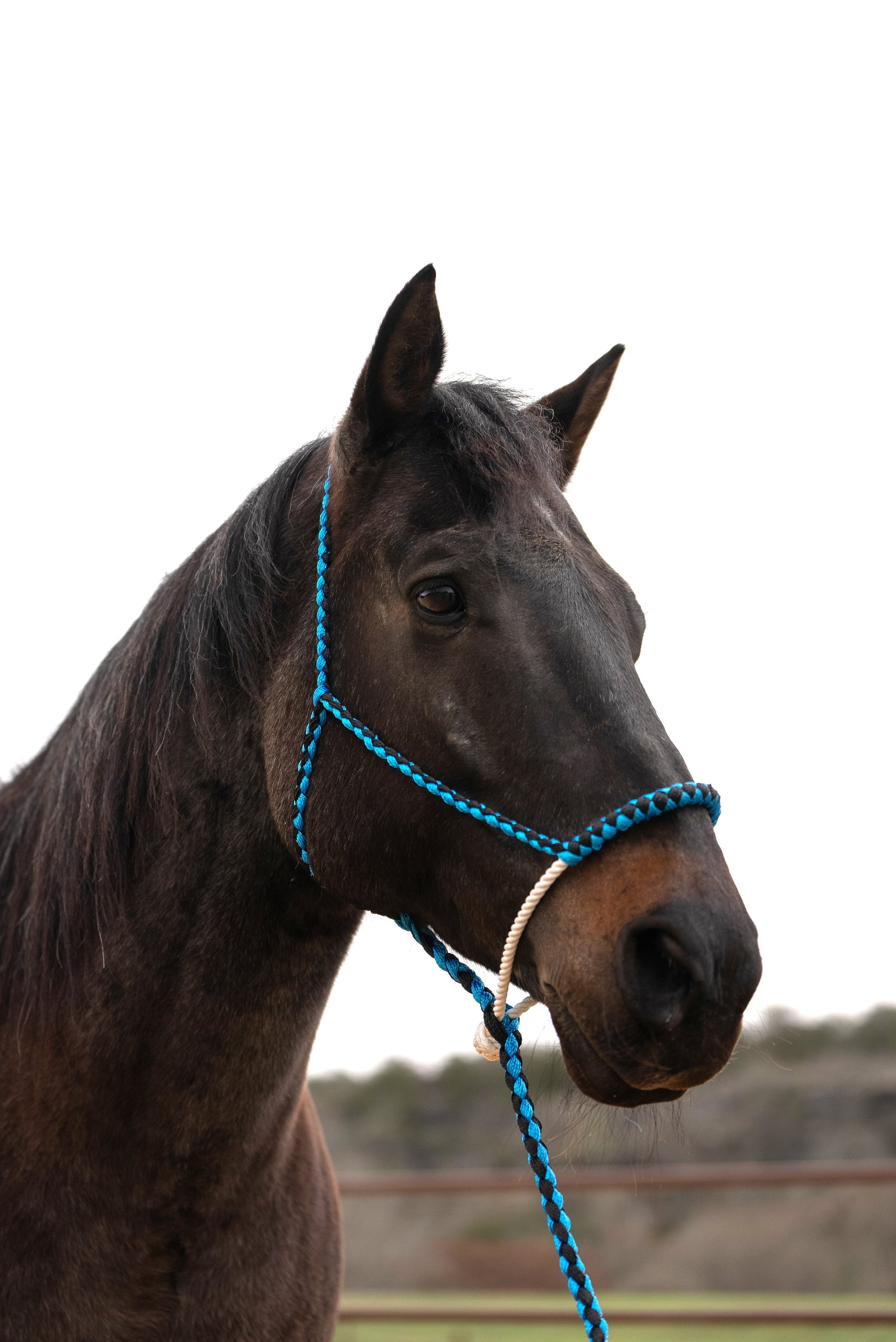 Blue and Black Mule Tape Halter with Lariat Noseband