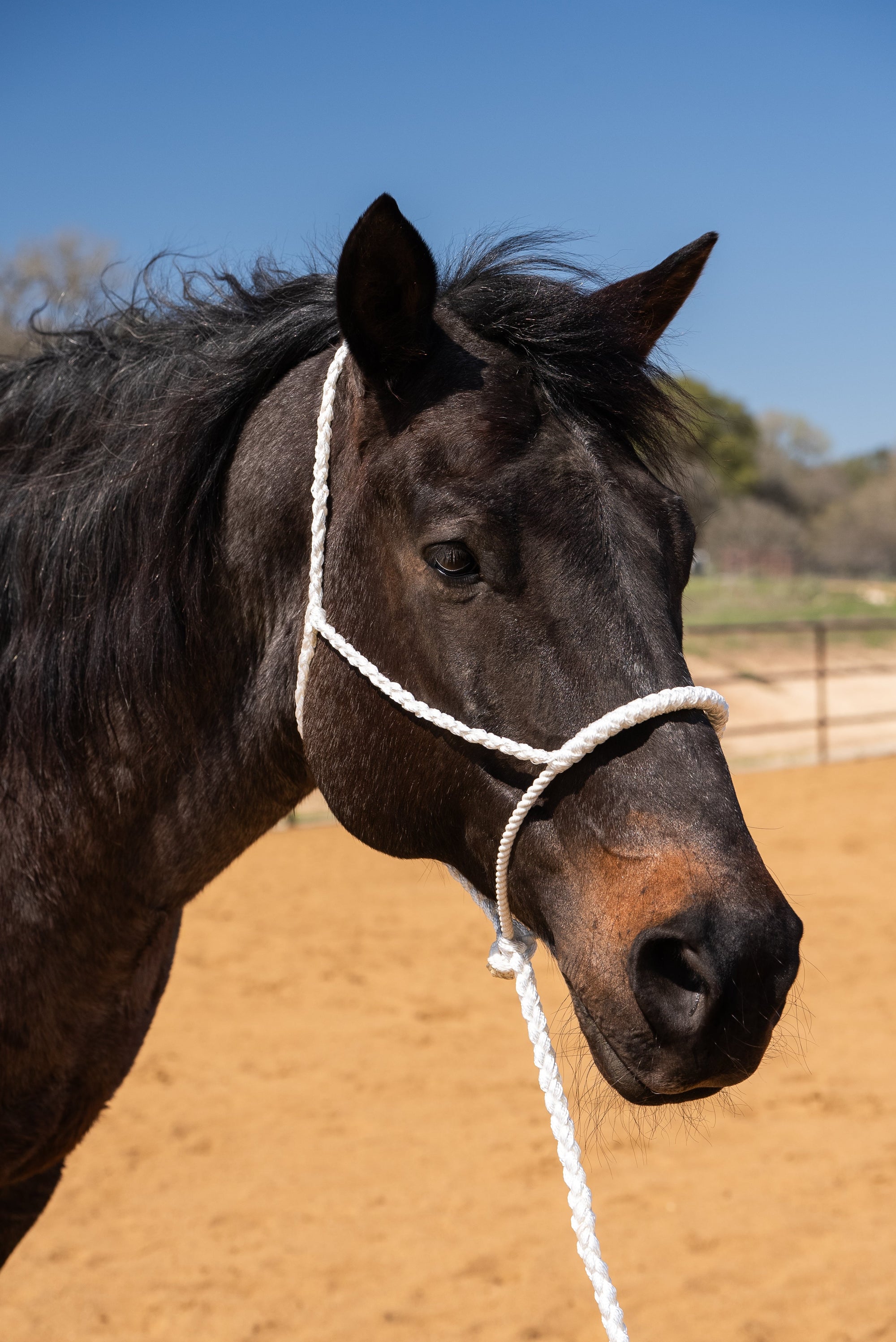 White Mule Tape Halter with Lariat Noseband