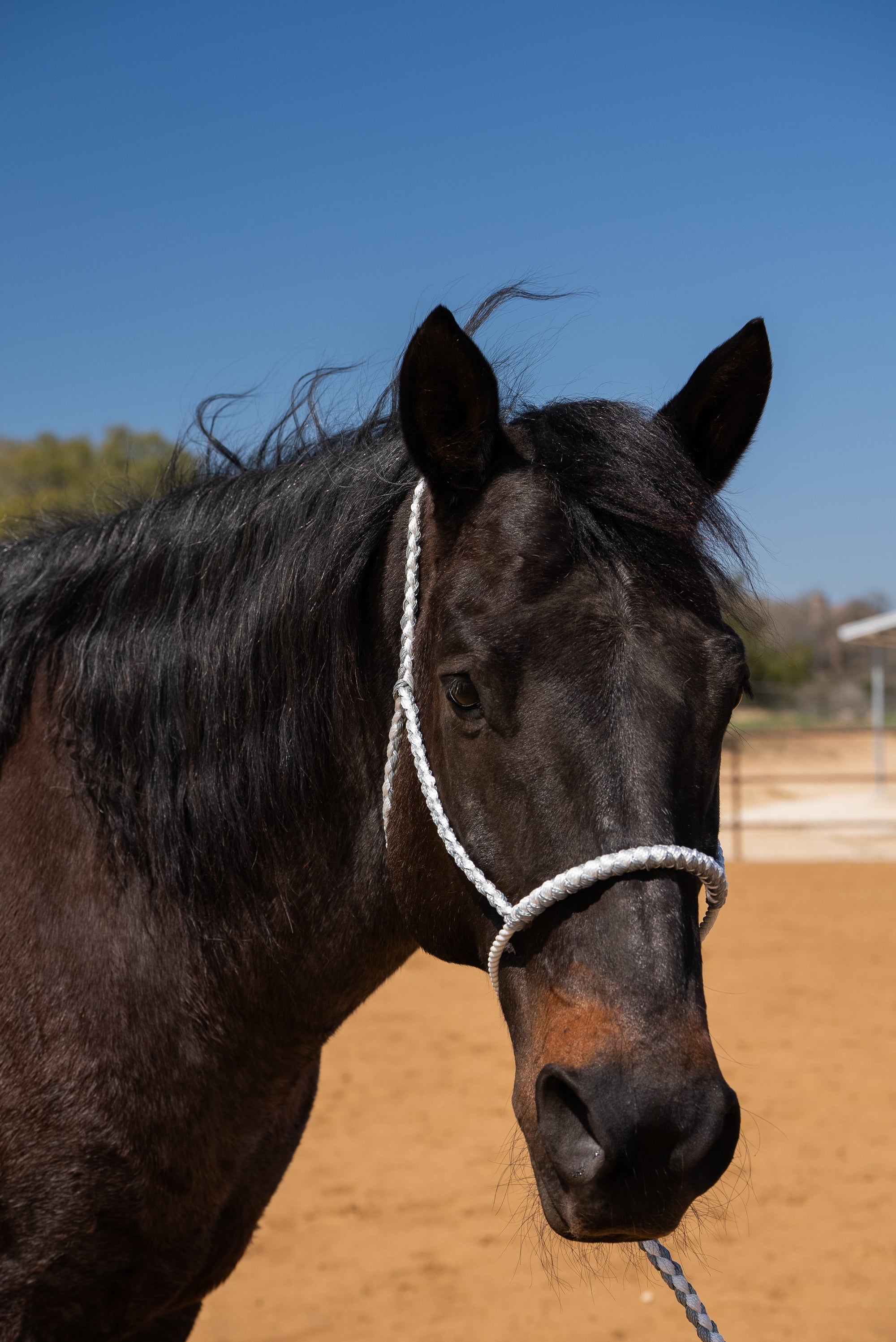 Grey and White Mule Tape Halter with Lariat Noseband