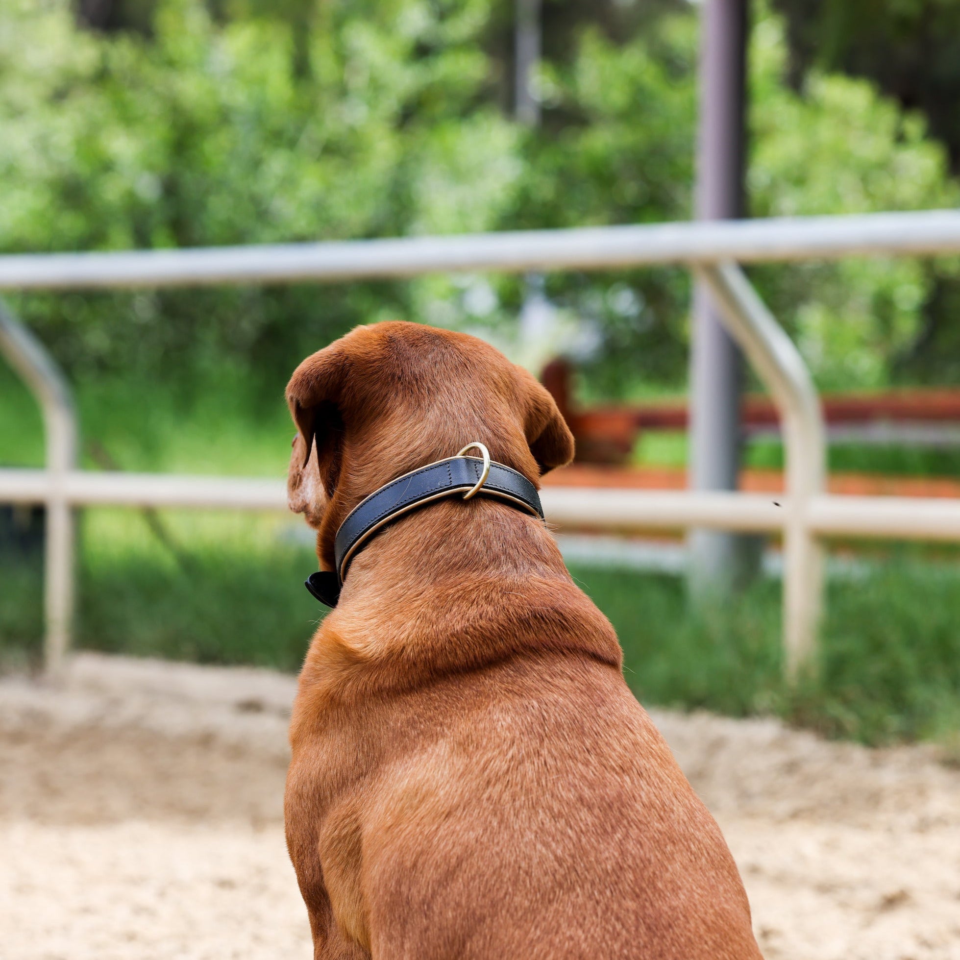 Halter Ego® Milan - Black Leather &amp; Burnished Gold Trim Dog Collar