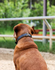 Halter Ego® Milan - Black Leather & Burnished Gold Trim Dog Collar