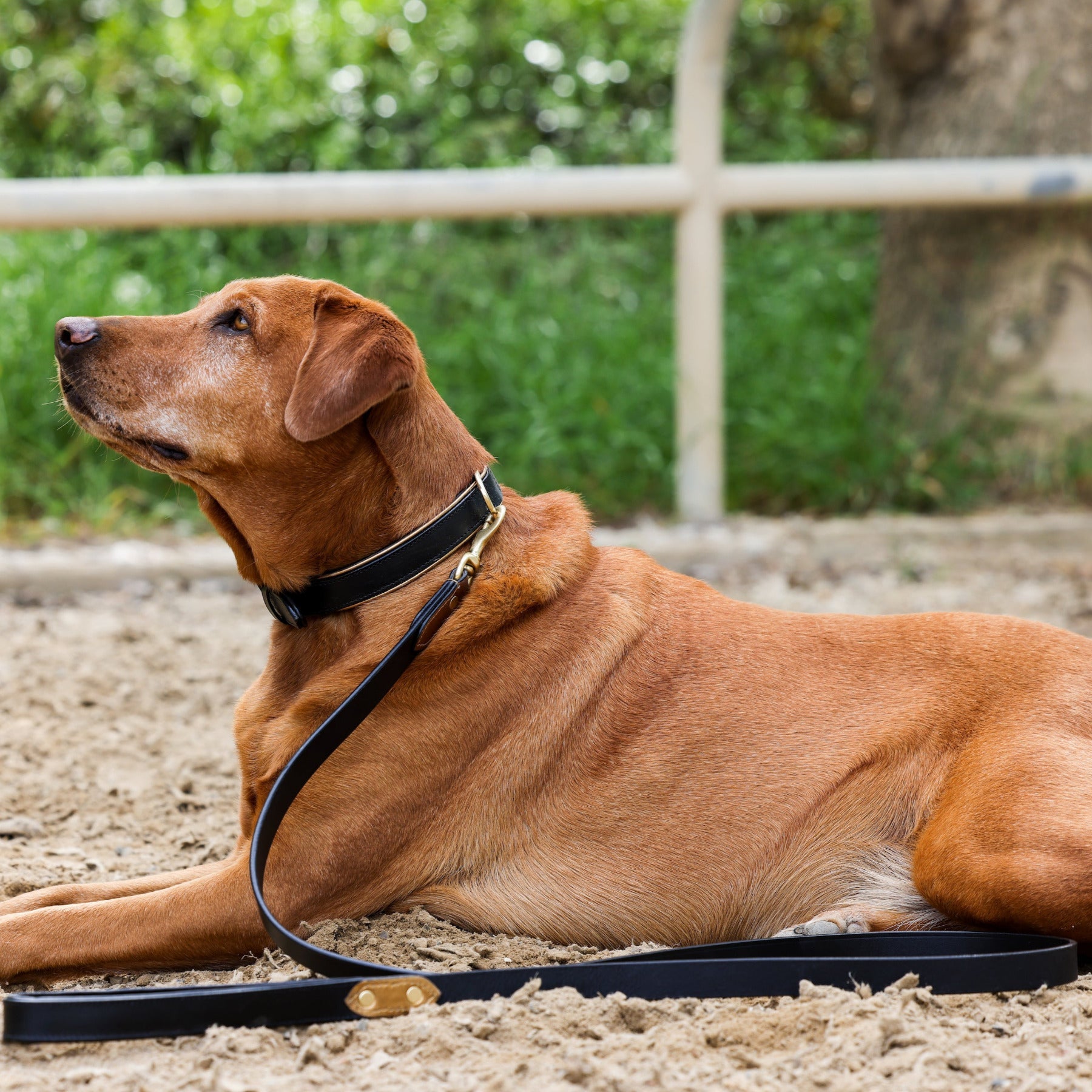 Halter Ego® Milan - Black Leather &amp; Burnished Gold Trim Dog Collar
