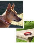 ExionPro Red Bling Padded Dog Collar With Dog Leash