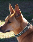 ExionPro Blue Bling Dog Collar With Leash