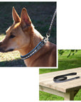 ExionPro White & Blue Bling Dog Collar With Leash