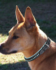ExionPro Blue Bling Dog Collar