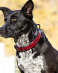 Halter Ego® Breanna Red Croc Leather Dog Collar