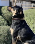 Halter Ego® Brown Patent Florence Dog Collar