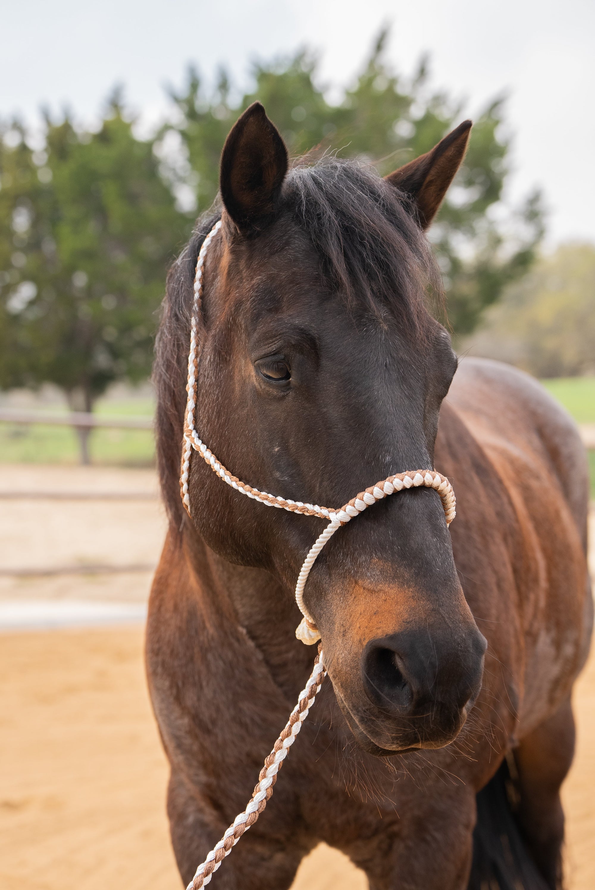 Brown and White Mule Tape Halter with Lariat Noseband