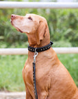 Halter Ego® Celebrity Black Patent Dog Leash