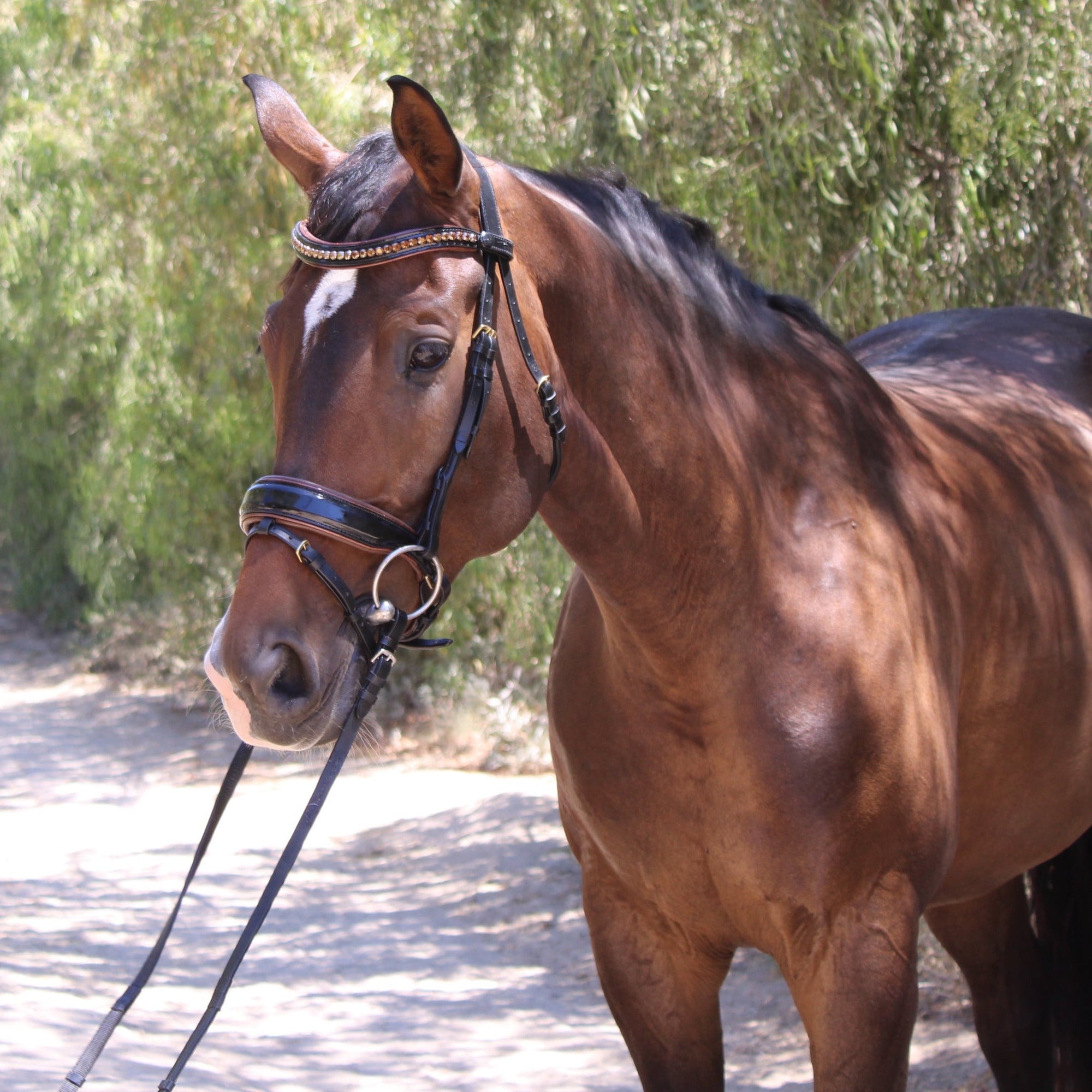 The Palermo Black Patent Leather Snaffle with Brown Padding