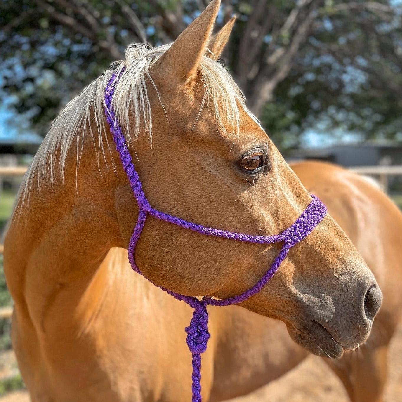 Purple Mule Tape Halter