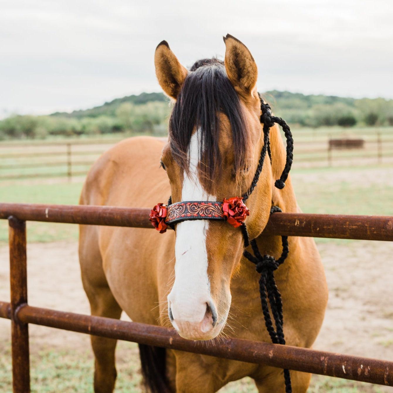 Black Mule Tape Halter - Red Rose 