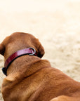 Halter Ego® Breanna Red Croc Leather Dog Collar