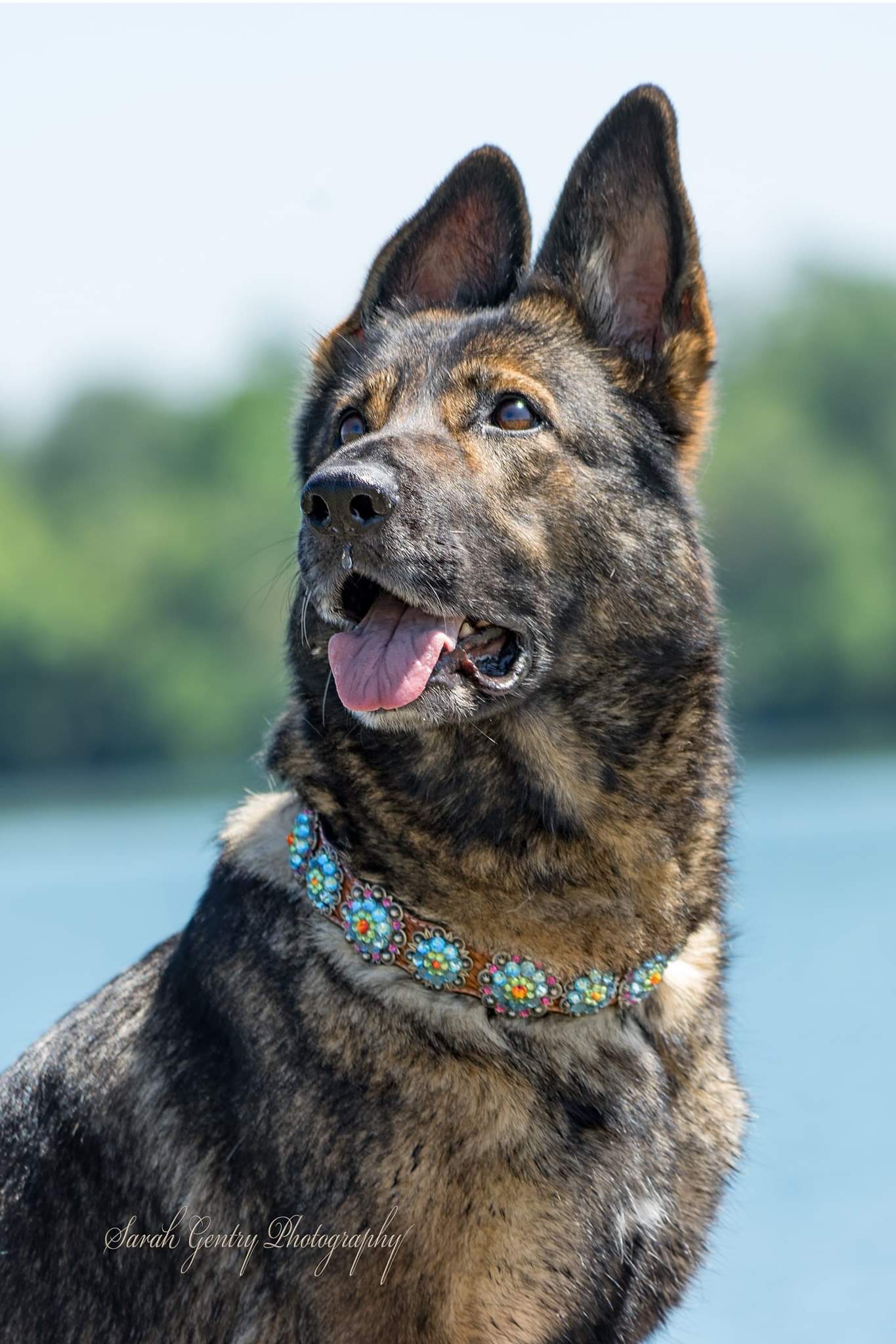 Rainbow Bridge Dog Collar