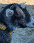 DC19 -Black Oil Leather Sunflower Dog Collar 18" to 28"
